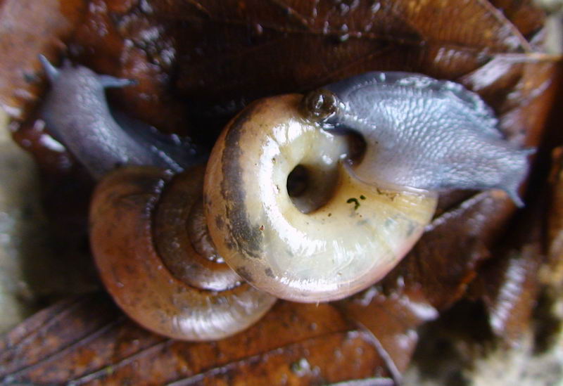Retinella olivetorum dal Monte Terminio